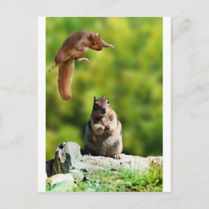 Eichhörnchen Postkarte