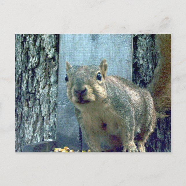 Eichhörnchen Postkarte (Vorderseite)