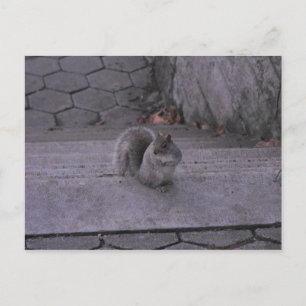 Eichhörnchen Postkarte