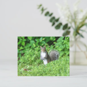 Eichhörnchen Postkarte