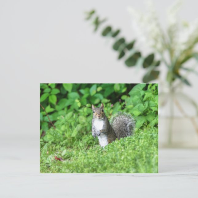 Eichhörnchen Postkarte (Stehend Vorderseite)