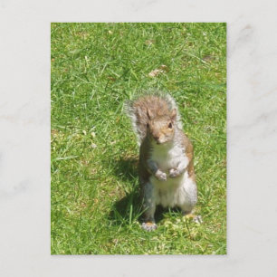 Eichhörnchen Postkarte