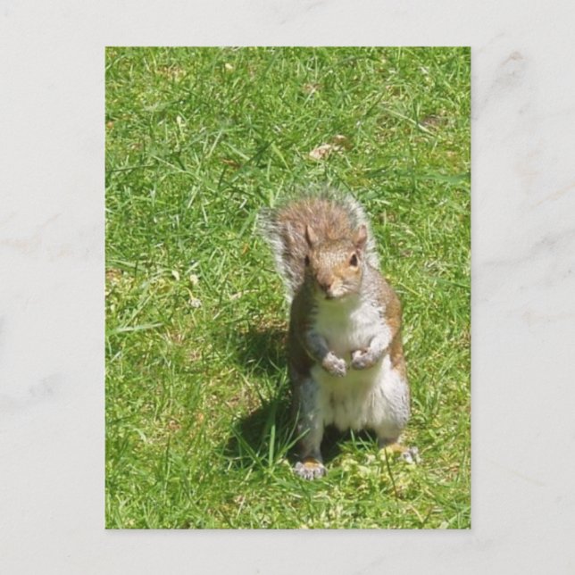 Eichhörnchen Postkarte (Vorderseite)