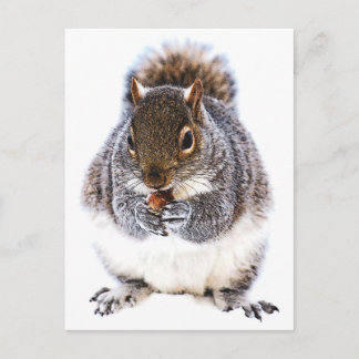Eichhörnchen Postkarte