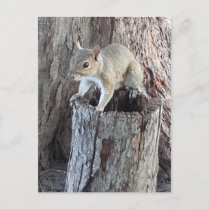 Eichhörnchen Postkarte