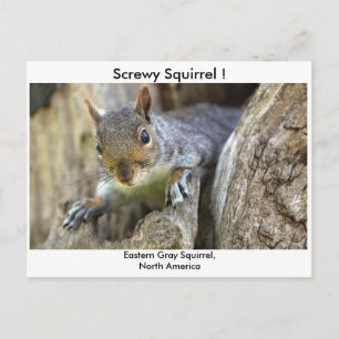 Eichhörnchen! Postkarte