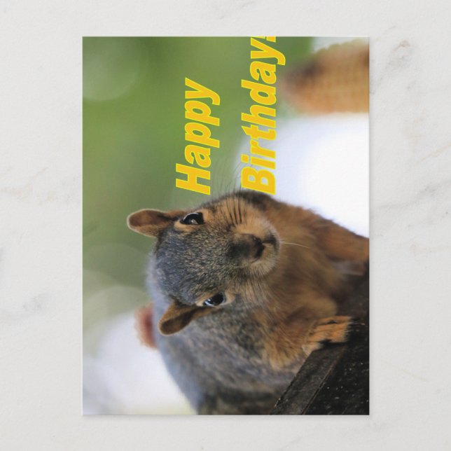 Eichhörnchen Postkarte (Vorderseite)