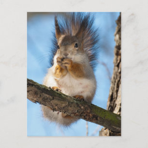 Eichhörnchen Postkarte