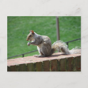 Eichhörnchen Postkarte