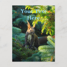 Eichhörnchen Postkarte