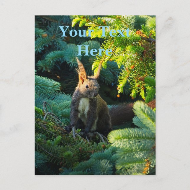 Eichhörnchen Postkarte (Vorderseite)