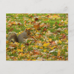 Eichhörnchen Postkarte