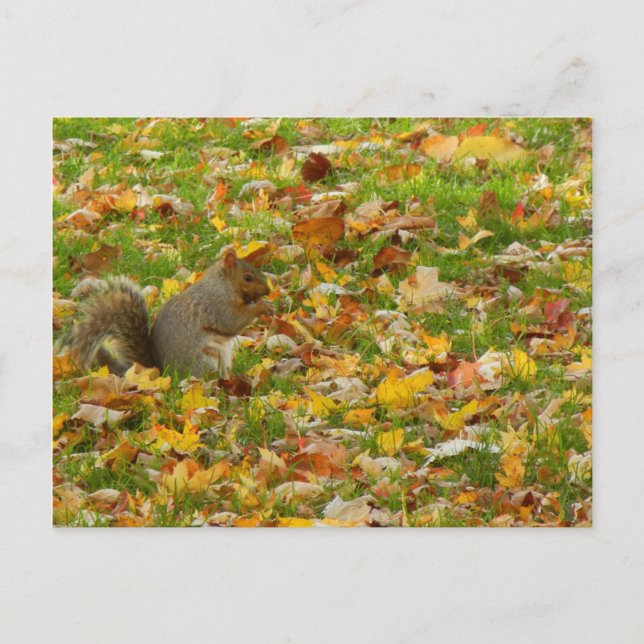 Eichhörnchen Postkarte (Vorderseite)