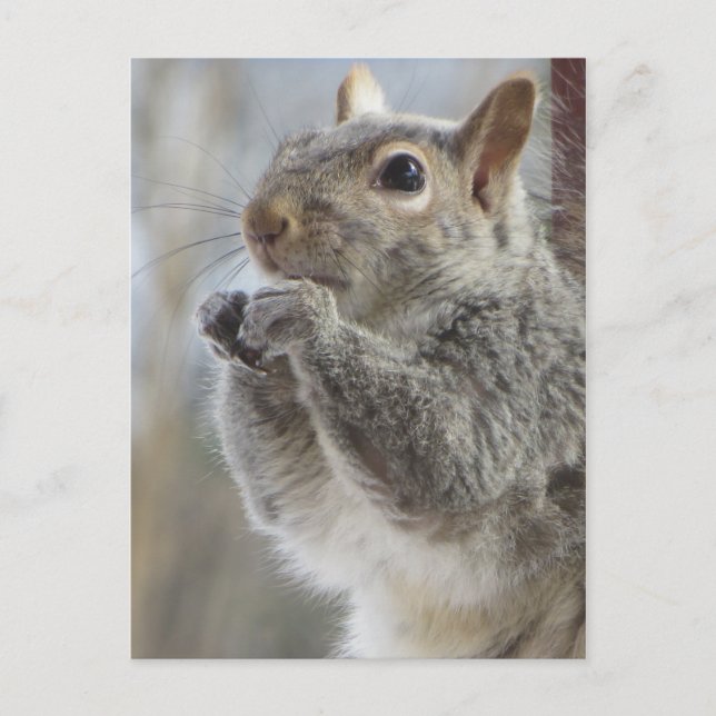 Eichhörnchen Postkarte (Vorderseite)