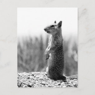 Eichhörnchen Postkarte