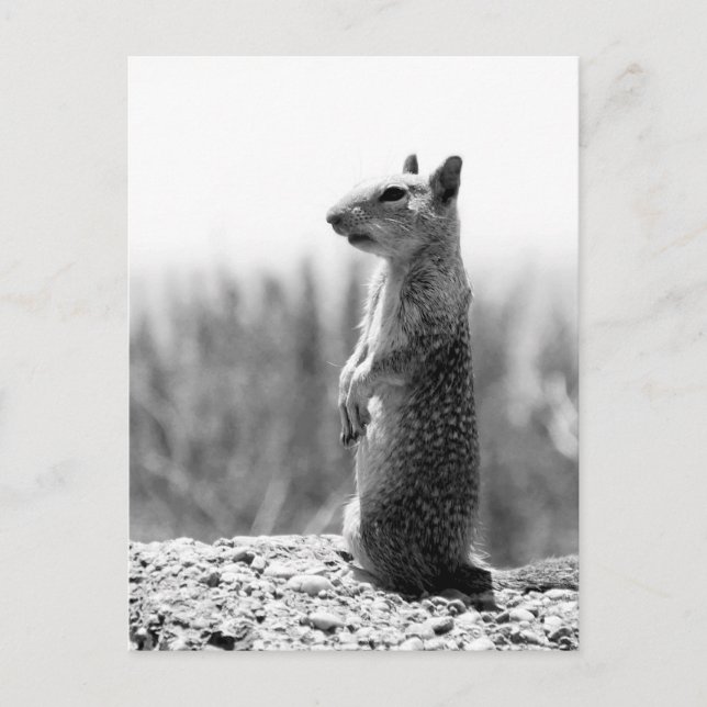 Eichhörnchen Postkarte (Vorderseite)