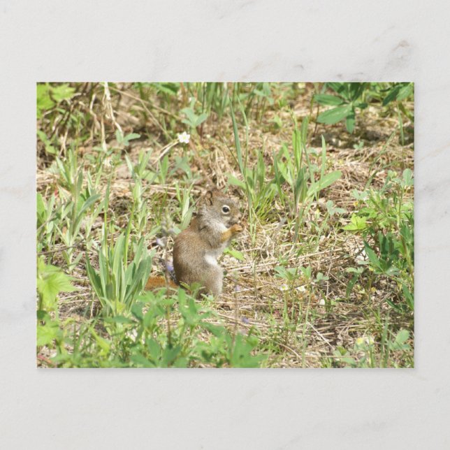 Eichhörnchen Postkarte (Vorderseite)