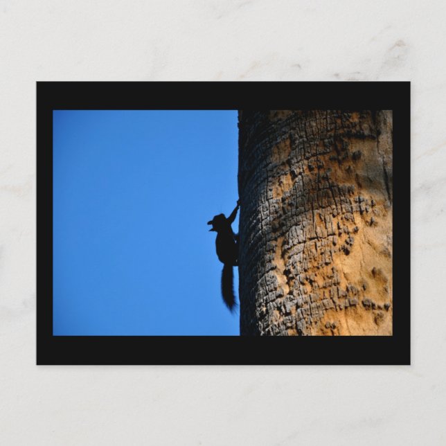 Eichhörnchen Postkarte (Vorderseite)