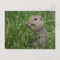 Eichhörnchen