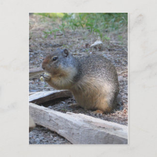 Eichhörnchen Postkarte