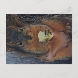 Eichhörnchen Postkarte