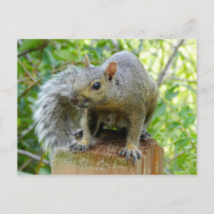Eichhörnchen-Postkarte Postkarte