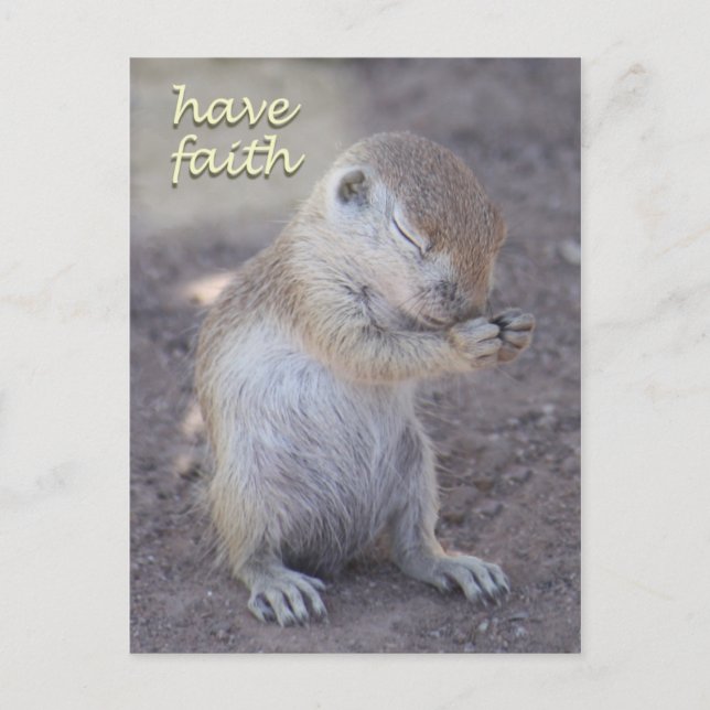 Eichhörnchen-Postkarte Postkarte (Vorderseite)