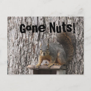 Eichhörnchen-Postkarten Postkarte