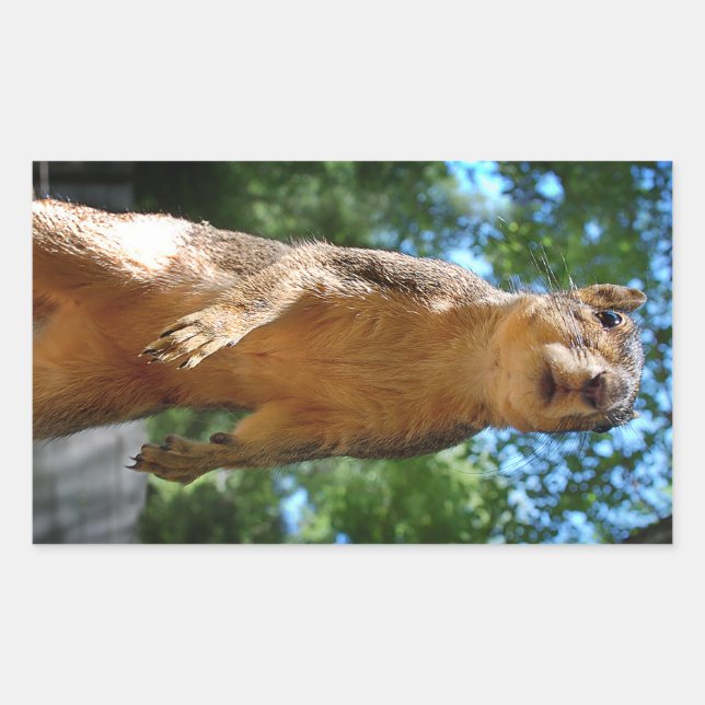 Eichhörnchen Rechteckiger Aufkleber (Vorderseite)