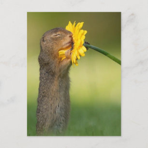 Eichhörnchen riecht eine Blume Postkarte
