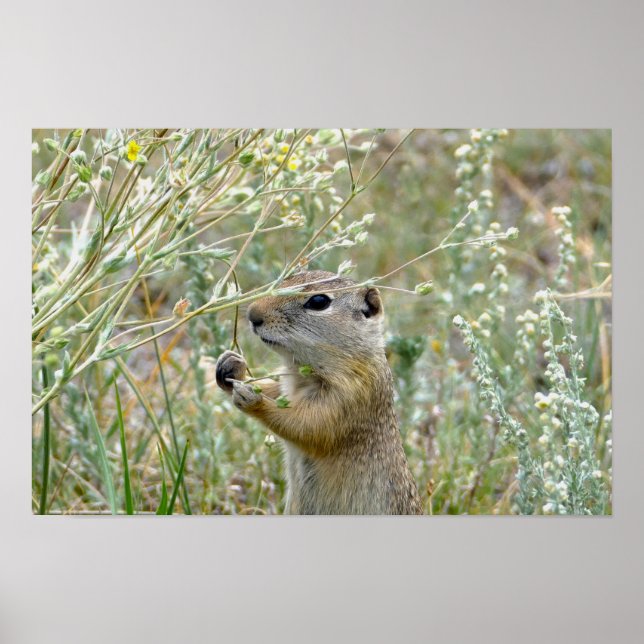 Eichhörnchen, Rocky Mountains National Park Poster (Vorne)