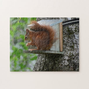 Eichhörnchen Rotes Nagetier Niedlich Natur Garten  Puzzle