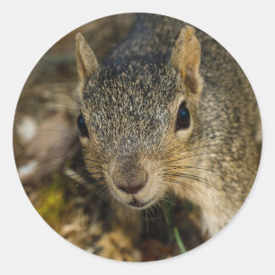 Eichhörnchen Runder Aufkleber