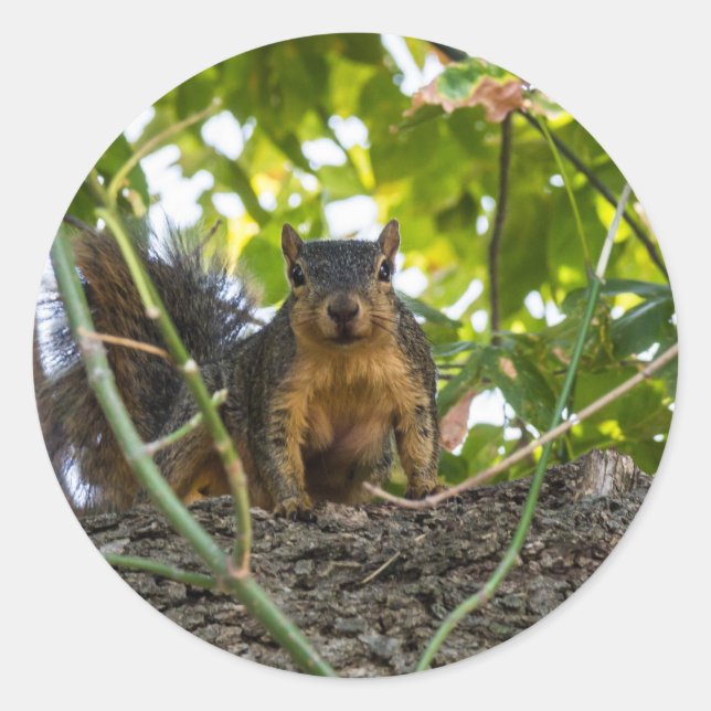 Eichhörnchen Runder Aufkleber (Vorderseite)
