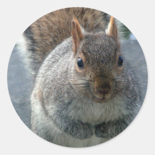 Eichhörnchen Runder Aufkleber