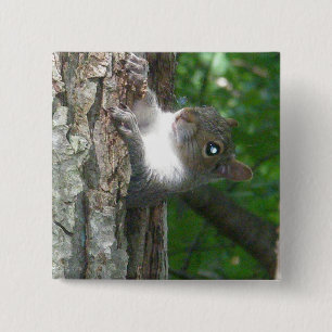 Eichhörnchen (Sciurus carolinensis) Button