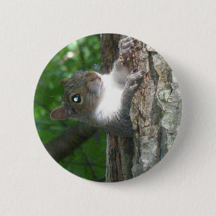 Eichhörnchen (Sciurus carolinensis) Button