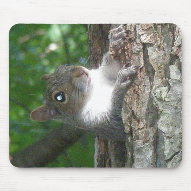 Eichhörnchen (Sciurus carolinensis) Mousepad (Vorne)