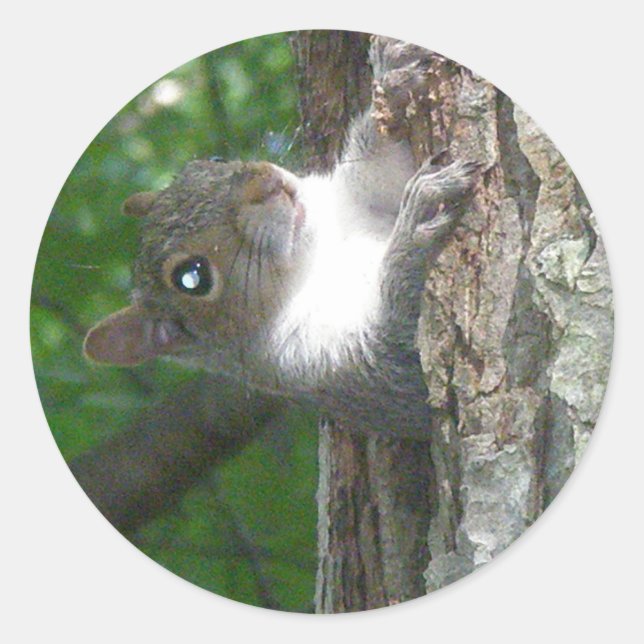 Eichhörnchen (Sciurus carolinensis) Runder Aufkleber (Vorderseite)