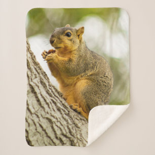 Eichhörnchen Sherpadecke