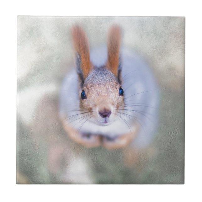 Eichhörnchen sieht dich von unten nach oben an fliese (Vorderseite)