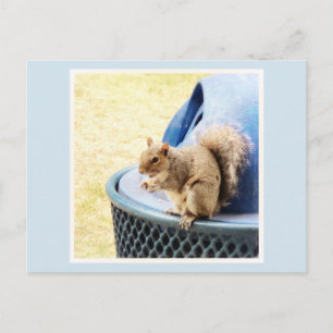 Eichhörnchen-Snack Postcard Feiertagspostkarte