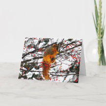 Eichhörnchen Snow Red Berry Tree Foto Geburtstag