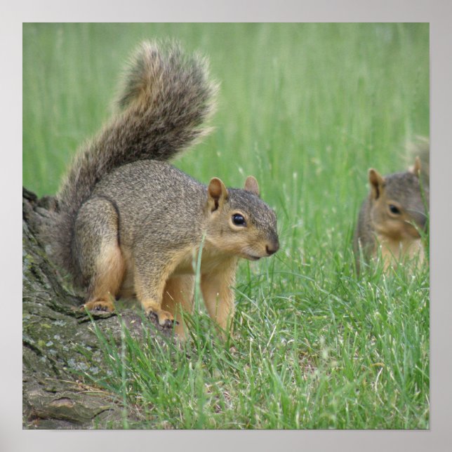 Eichhörnchen spielen poster (Vorne)