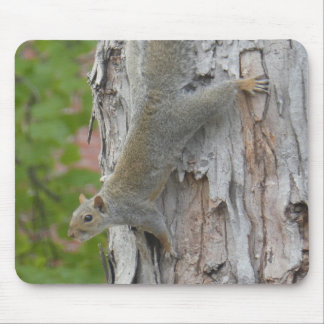 Eichhörnchen springen vom Foto-Maus-Pad Mousepad