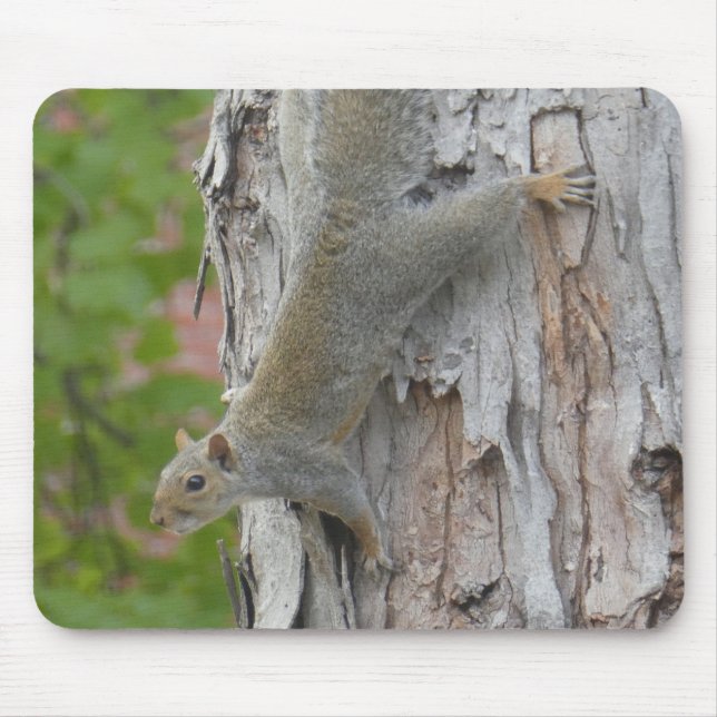 Eichhörnchen springen vom Foto-Maus-Pad Mousepad (Vorne)
