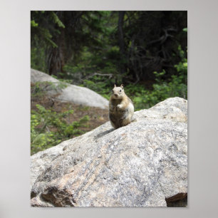Eichhörnchen Stehend Poster