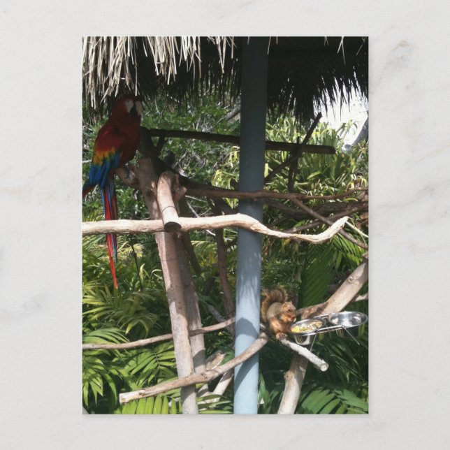 Eichhörnchen stiehlt Papagei Postkarte (Vorderseite)