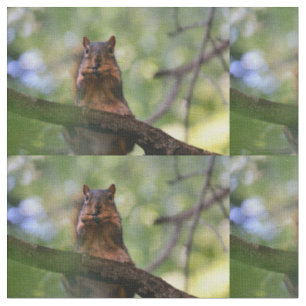 Eichhörnchen Stoff