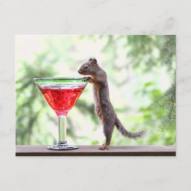Eichhörnchen trinken einen Cocktail Postkarte (Vorderseite)